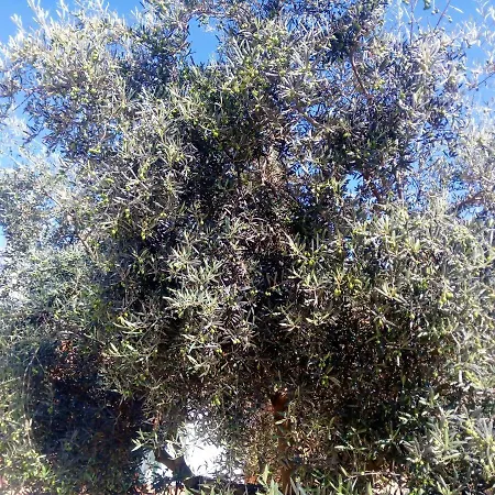 Charming House With Pool In Montilla * Jarata